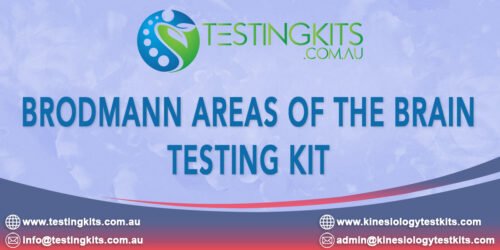 Brodmann Areas of the Brain Test Kit for Kinesiologists & Chiropractors